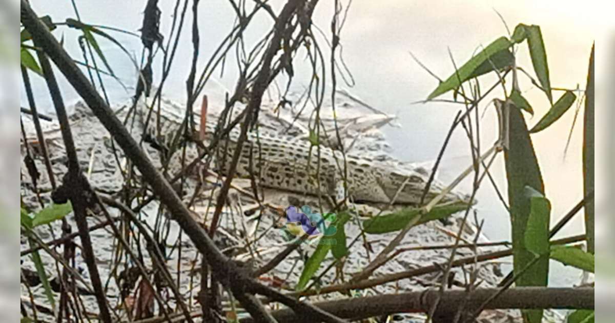 Kembali Muncul Buaya Di Sungai Bengawan Solo Padangan Bojonegoro