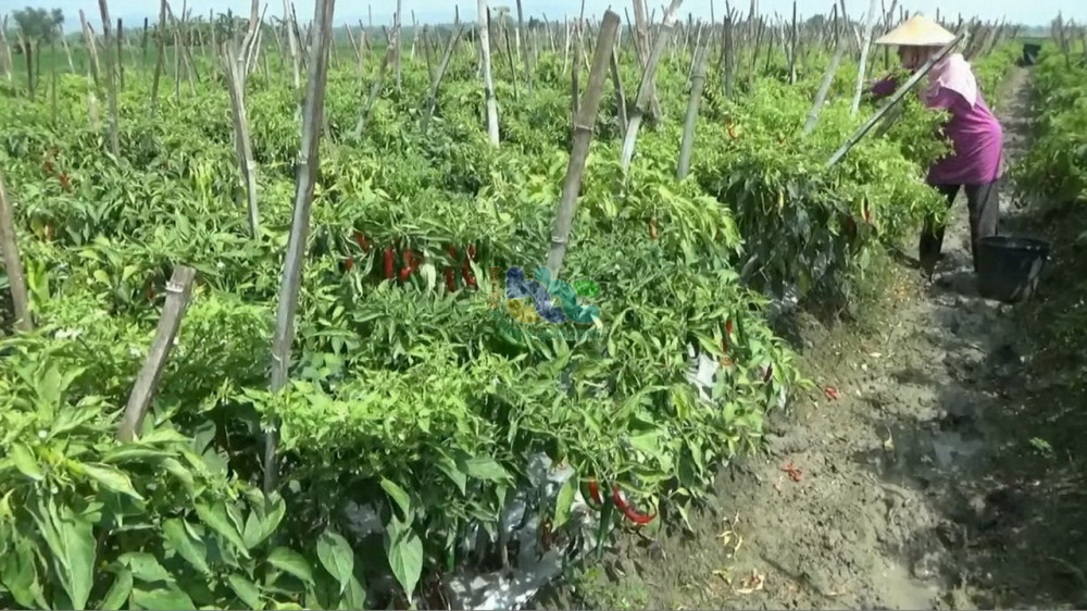 Harga Anjlok Petani Cabai Merah Besar Di Bojonegoro Merugi