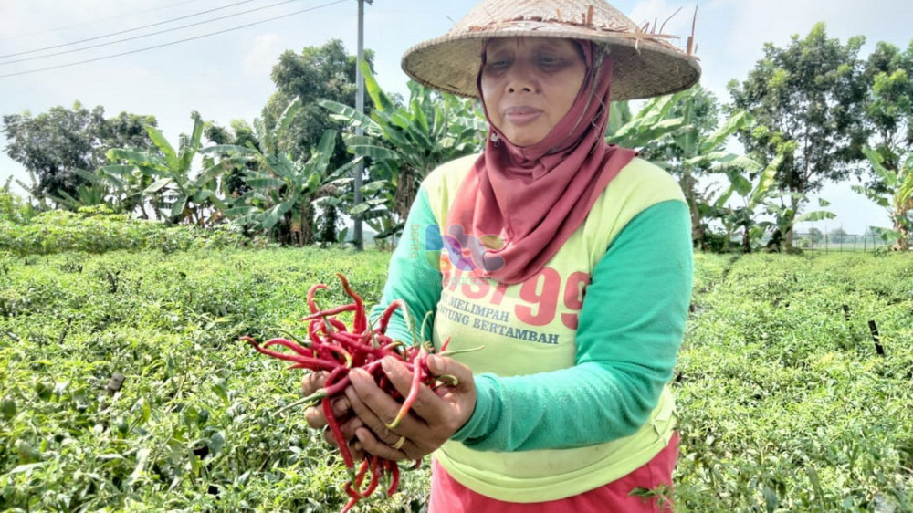 Petani Di Trucuk Bojonegoro Keluhkan Harga Cabai Merah Yang Anjlok