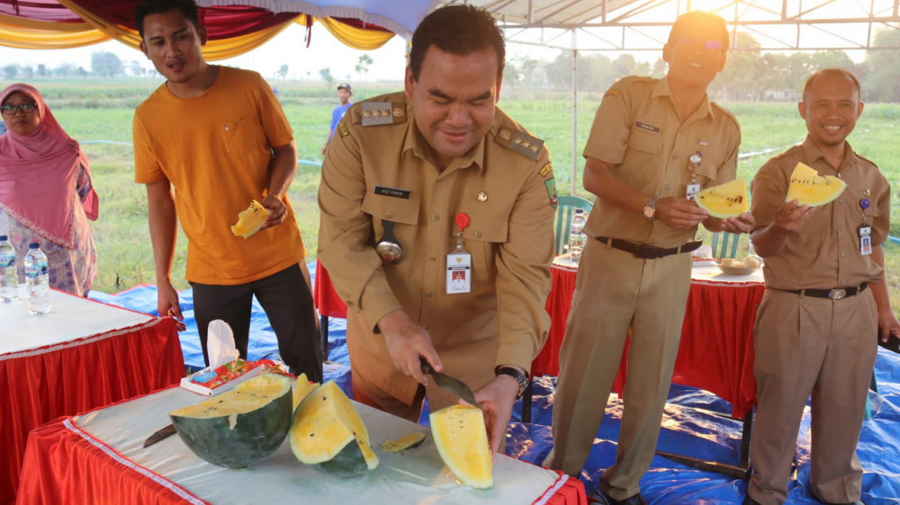 Menengok Wisata Petik Buah Semangka Di Desa Bangsri Kecamatan Jepon