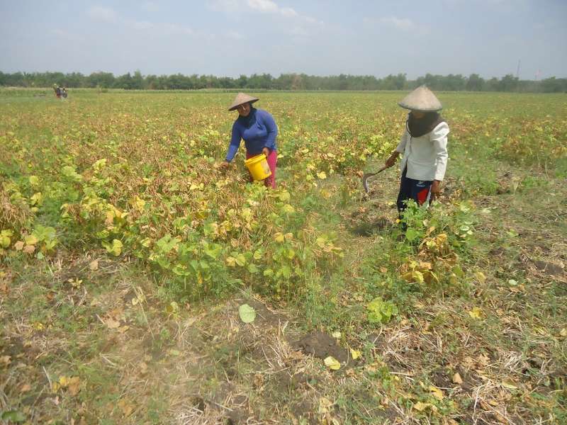 Petani Sekitar Ladang Migas Blok Cepu Panen Kacang Hijau 