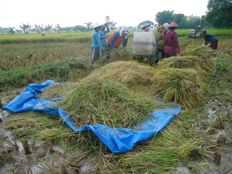 Jerami Bisa Jadi Pemasukan bagi Petani 