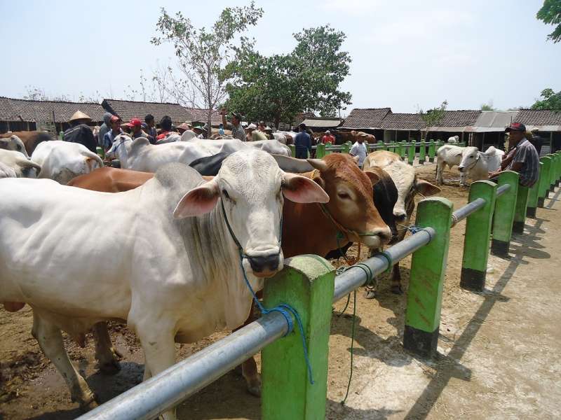 Mendekati Idul Adha, Permintaan Sapi Luar Daerah Meningkat 