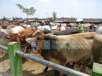 Belantik Resah, Sapi Mulai Langka dan Harganya Naik 