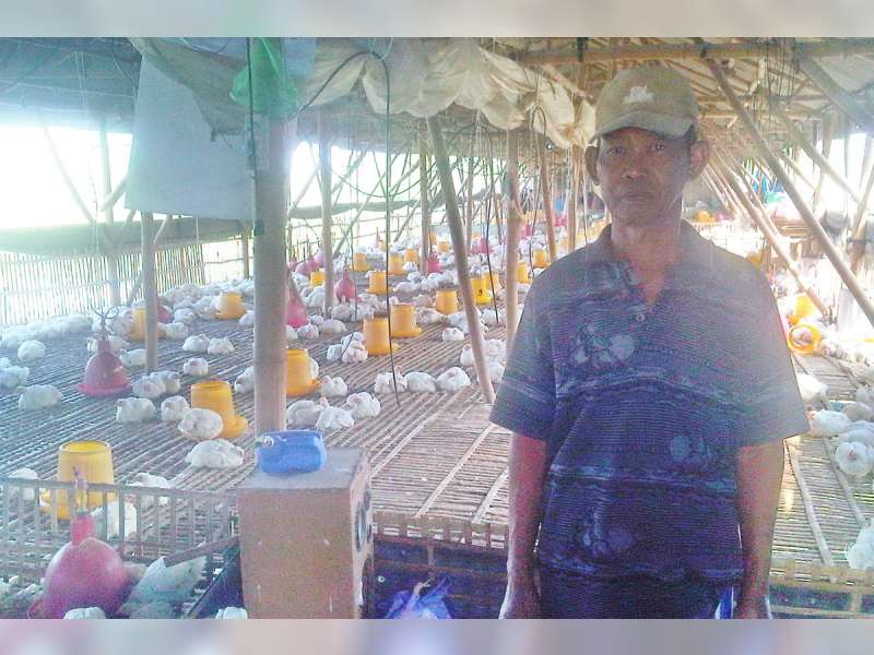 Disnakan Bantah Kematian Ayam Karena Dampak Musim Kemarau