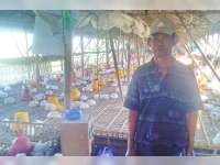 Disnakan Bantah Kematian Ayam Karena Dampak Musim Kemarau