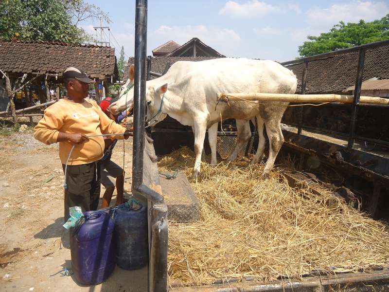 Sapi dari Bojonegoro Mulai Dikirim ke Jakarta 