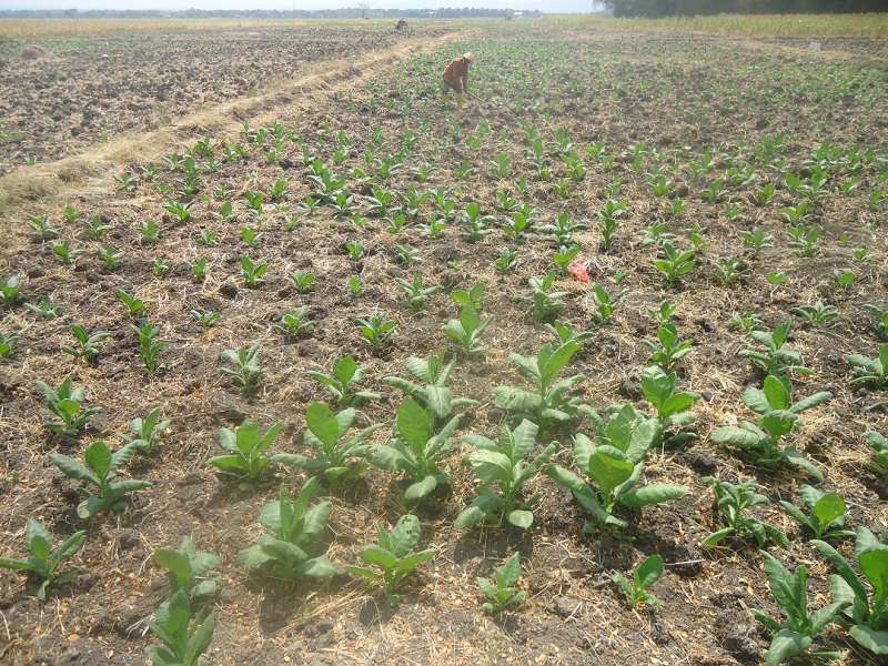 Pabrikan Rokok Siap Serap Hasil Panen Tembakau 