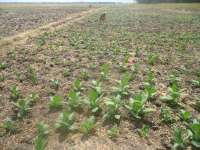 Pabrikan Rokok Siap Serap Hasil Panen Tembakau 