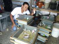 Meraup Untung dari Beternak Tikus 