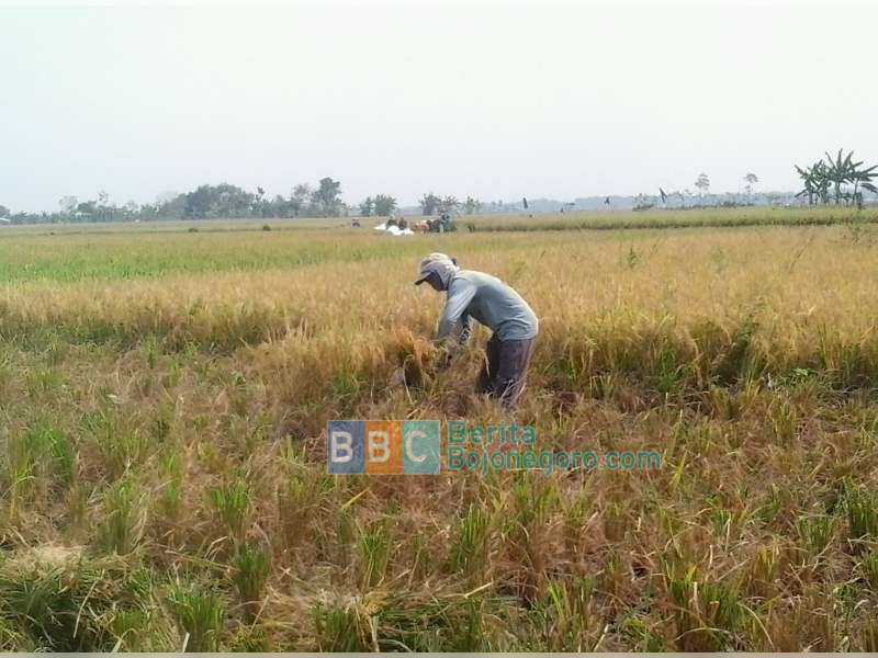 Kemarau Panjang, Desa Sari Rejo Tetap Panen