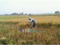 Kemarau Panjang, Desa Sari Rejo Tetap Panen