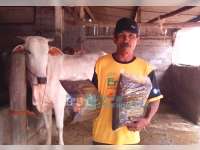 Sekolah Peternakan Rakyat, Penuhi Pakan Ternak di Musim Kamarau