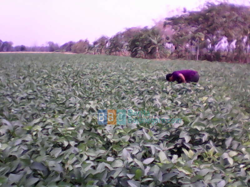 Musim Kemarau, Petani Kedelai Tak Pusing Soal Air