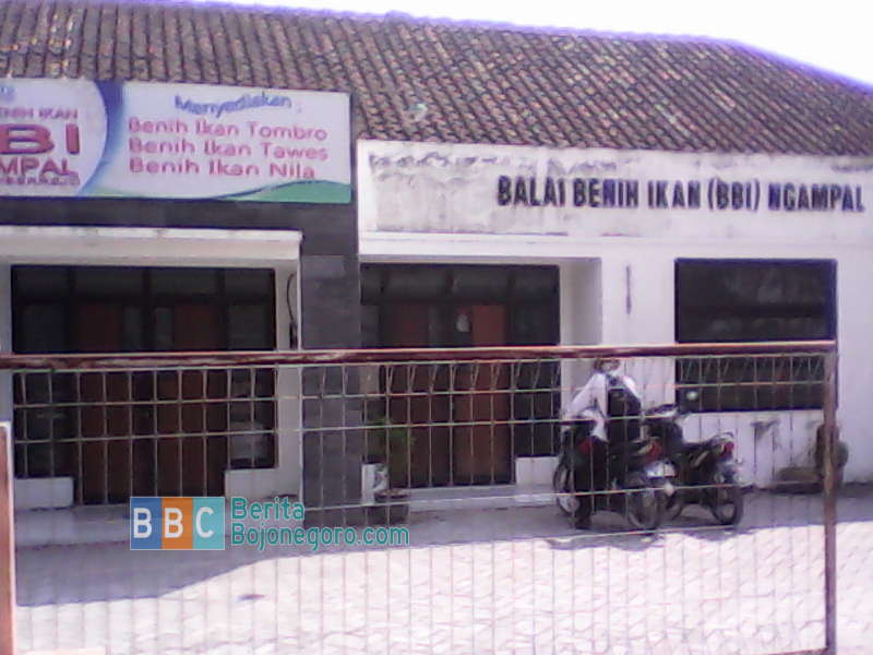 BBI Ngampal Persiapan Lahan Benih Ikan