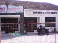 BBI Ngampal Persiapan Lahan Benih Ikan