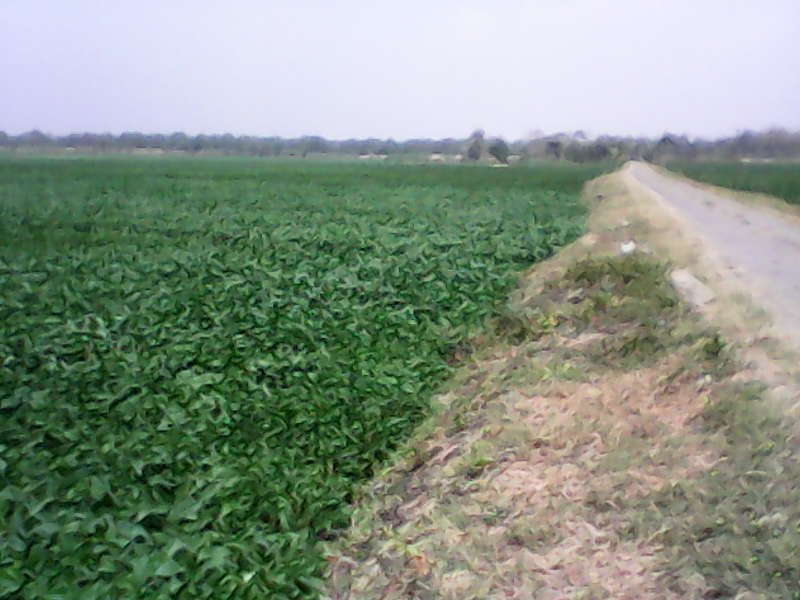 Musim Kemarau, Petani Kedelai Harap Panen Melimpah