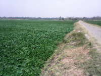 Musim Kemarau, Petani Kedelai Harap Panen Melimpah