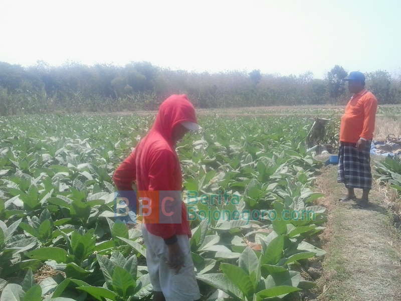 Petani Lega Harga Jual Tembakau Bagus 