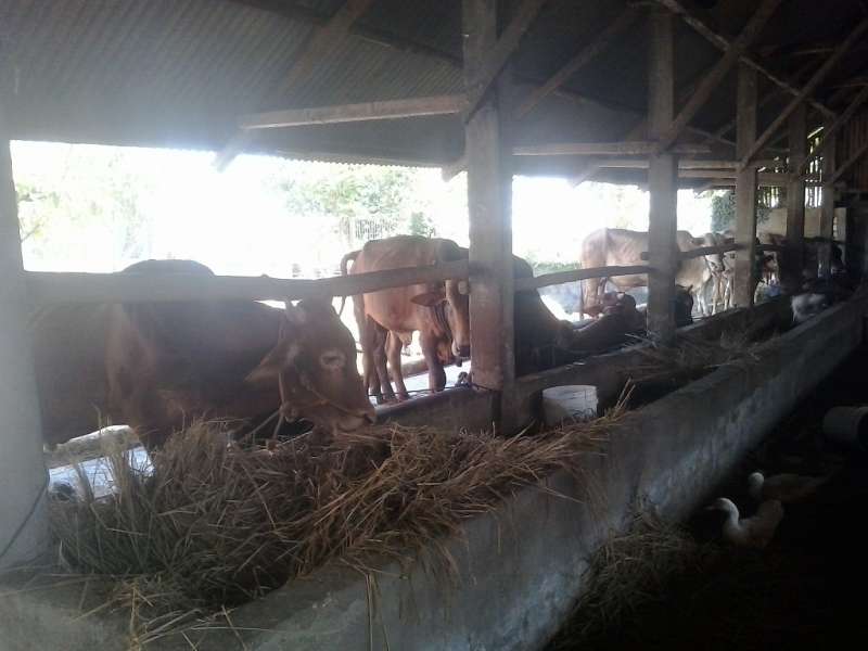 Peternak Mulai Terima Pesanan Sapi Kurban 