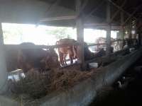 Peternak Mulai Terima Pesanan Sapi Kurban 