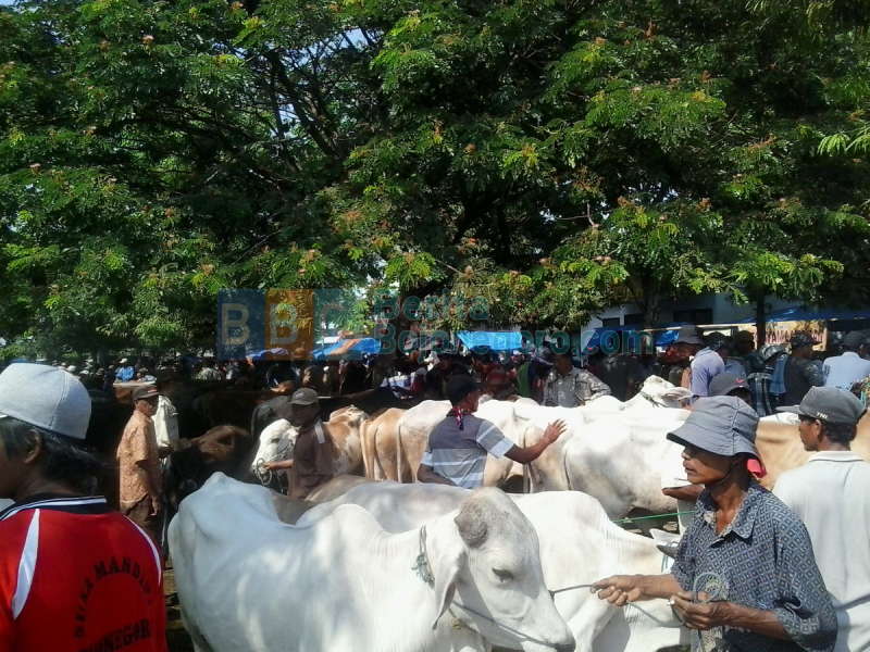 Petani Gagal Panen, Penjualan Sapi Seret 