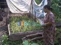 Menengok Kampung Jahe, Trenggulungan Kecamatan Ngasem