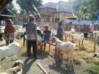 Terpengaruh Dolar, Harga Kambing Terkerek Naik 