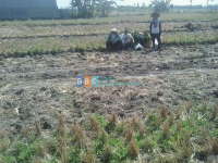 Kemarau Panjang, Petani Libur