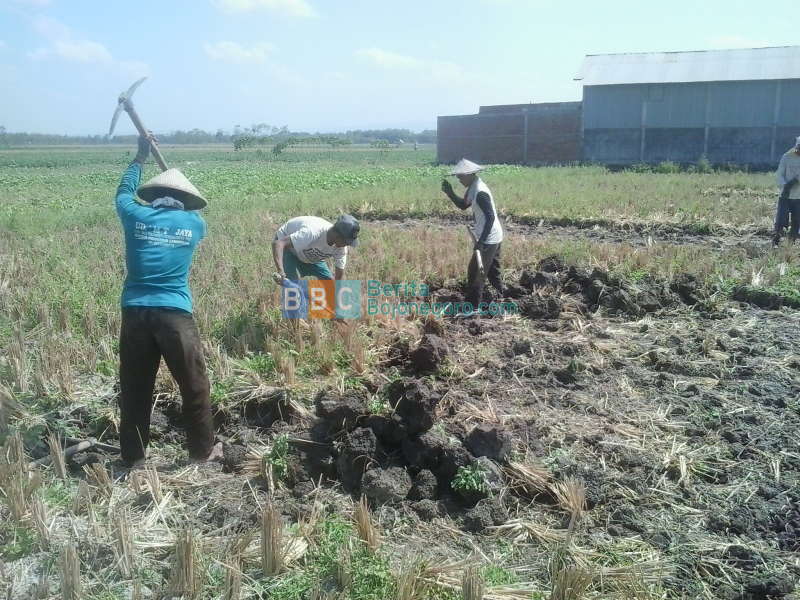 Petani Manfaatkan Bongkahan Tanah