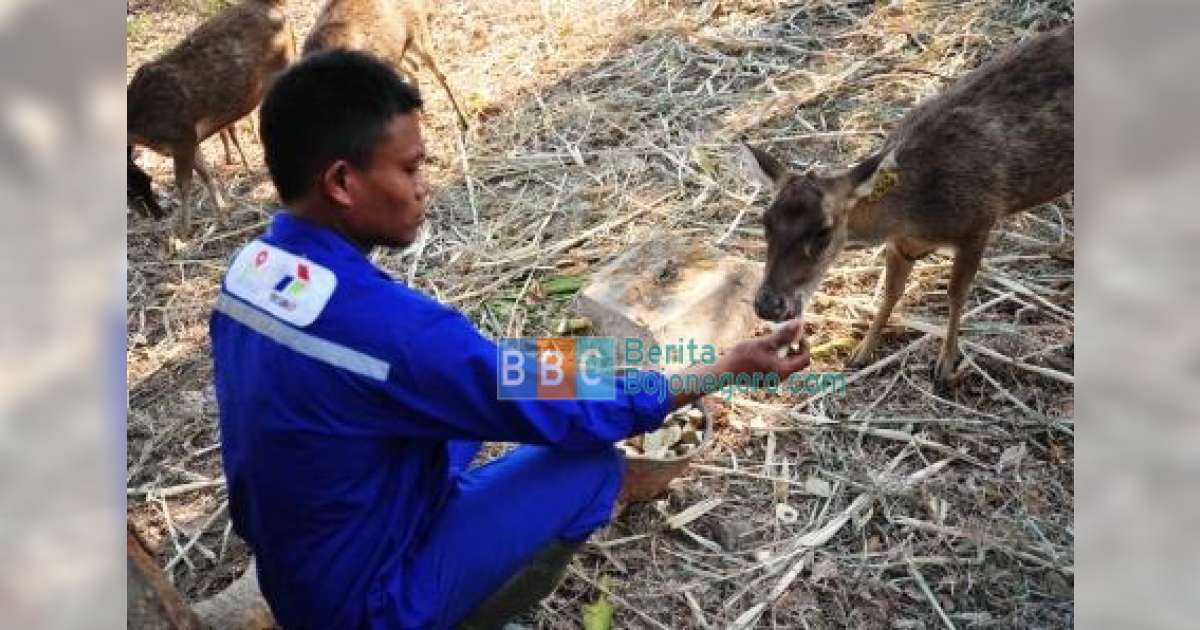 Penangkaran Rusa Jawa di Hutan Malo Berhasil | BeritaBojonegoro.com