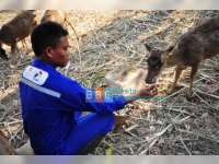 Penangkaran Rusa Jawa di Hutan Malo Berhasil