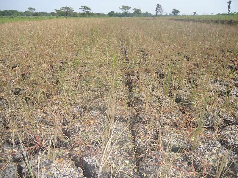 Enam Desa di Ngasem Kekeringan Parah 