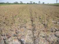 Enam Desa di Ngasem Kekeringan Parah 