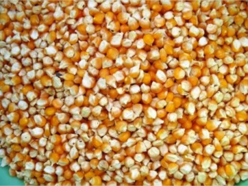 Dinas Pertanian Bagikan Bibit untuk Kelompok Tani