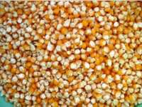 Dinas Pertanian Bagikan Bibit untuk Kelompok Tani