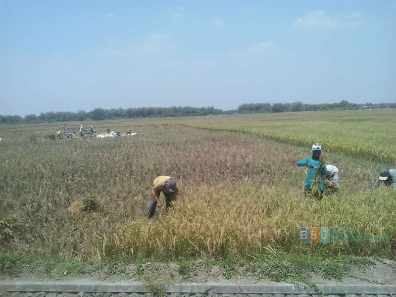 Petani Kabalan Kanor Panen, Harga Gabah Naik