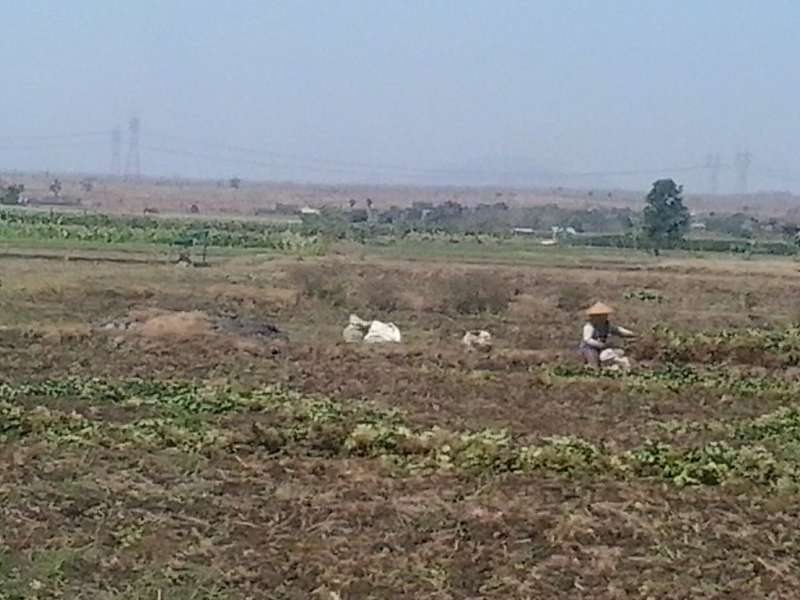 Kemarau, Petani di Dander Panen Kacang Tanah 