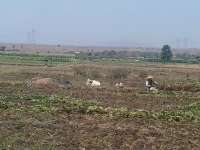 Kemarau, Petani di Dander Panen Kacang Tanah 