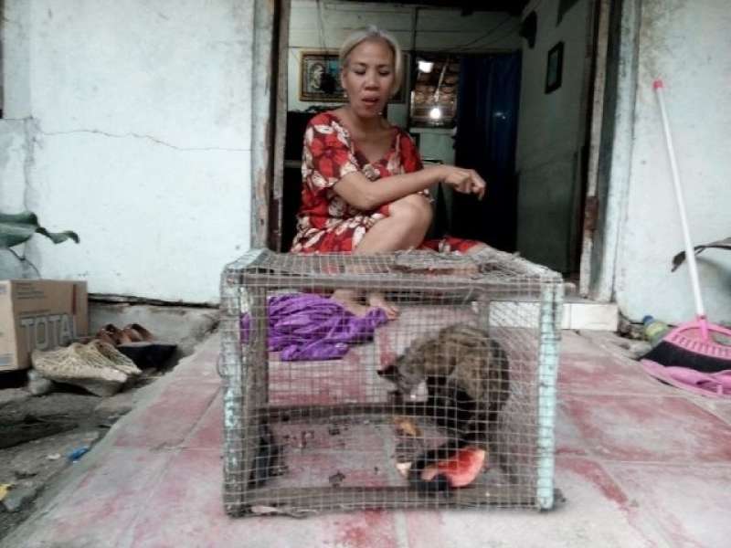 Kembangbiakkan Luwak, Suatu Saat Ingin Dapat Kopi Luwak 