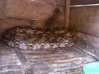 Cari Ikan, Malah Dapat Ular Piton