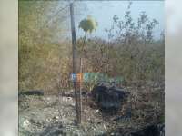 Kurang Air, Ribuan Bibit Kemiri Sunan Terancam Mati