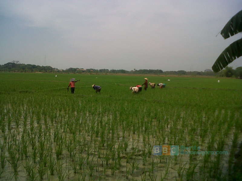 Bengawan Mengering, Saat Tepat Menanam Padi