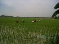 Bengawan Mengering, Saat Tepat Menanam Padi