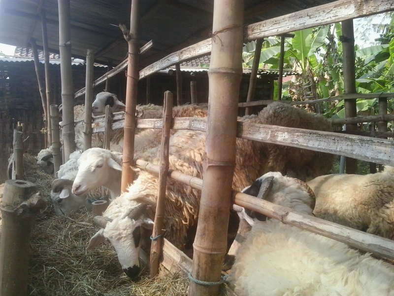 Menjelang Idul Adha, Banyak Peternak Dadakan