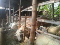 Menjelang Idul Adha, Banyak Peternak Dadakan