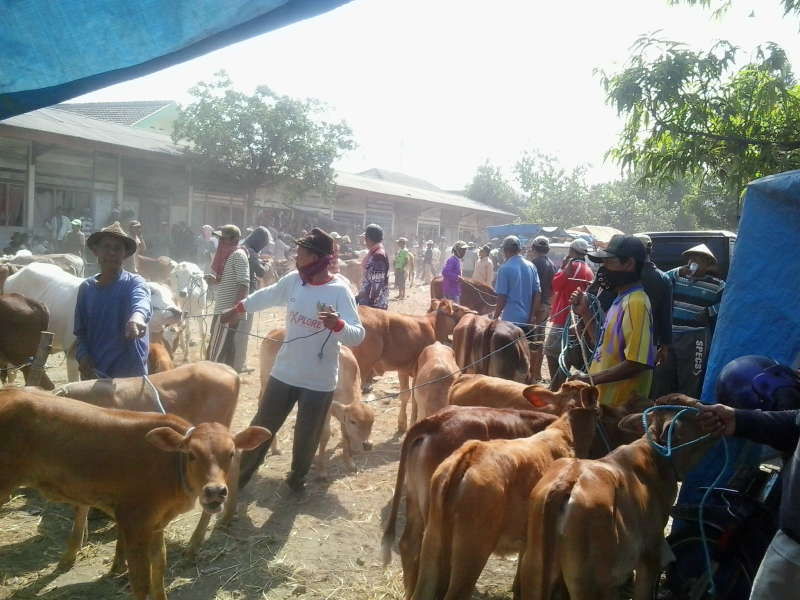 Menjelang Idul Adha, Harga Sapi Mulai Naik