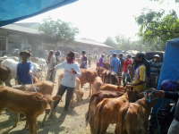 Menjelang Idul Adha, Harga Sapi Mulai Naik