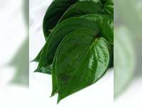 Cara Tradisional Obati Mata Sakit