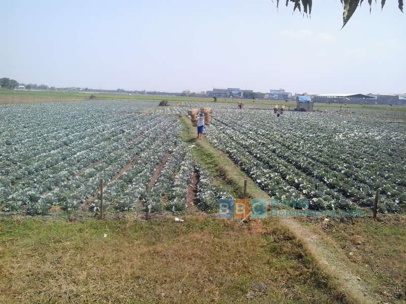 Kubis Bisa Jadi Alternatif di Musim Kemarau